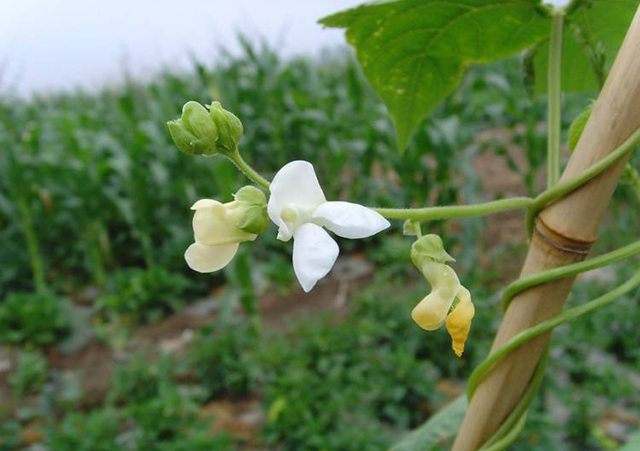 豆角落花落果最好的解决方法,豆角落花果怎么处理
