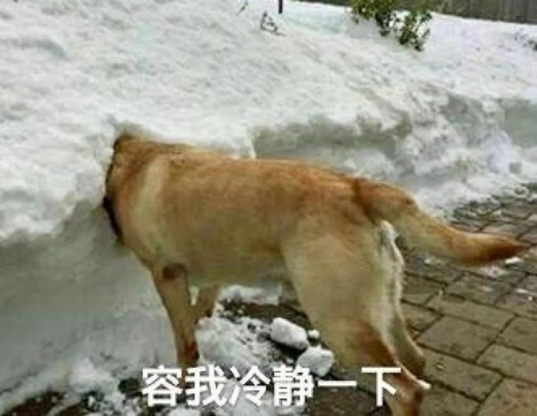 为什么狗市买的狗活不过一星期,为什么狗市买的狗说活不过三个月