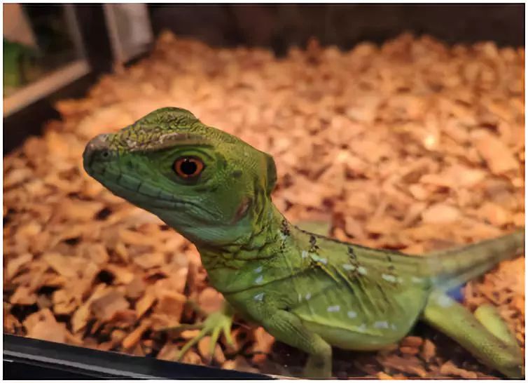 个人如何办理饲养证,如何办理小太阳饲养许可证