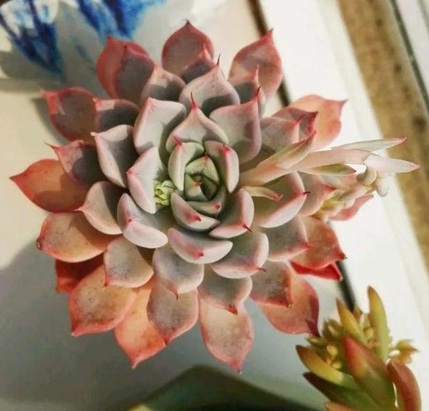 多肉褪色了怎么办,多肉褪色是什么问题