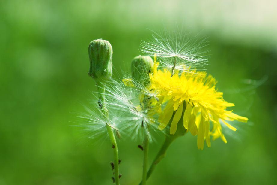 蒲公英价值高,再也不用去山里挖,阳台撒种子长出一大片