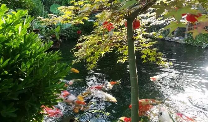 锦鲤充血怎么引起的,锦鲤充血是什么原因