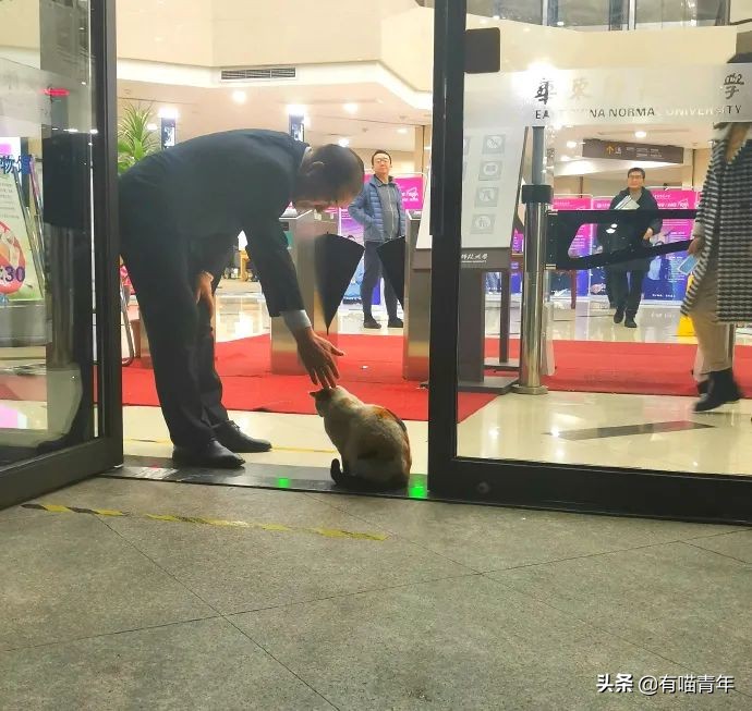 北大猫咪图鉴,中国人民大学猫咪图鉴