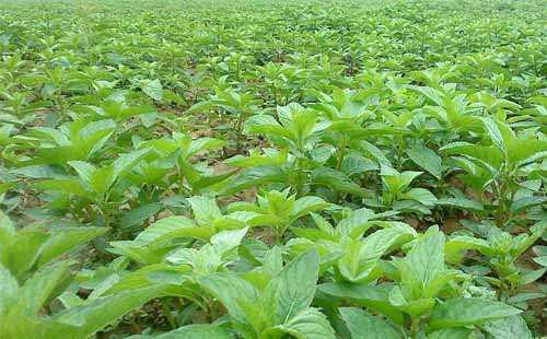 薄荷的种植管理,种薄荷方法