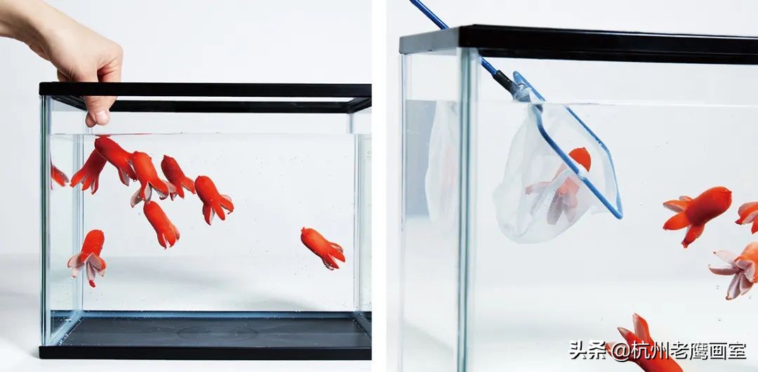 日本艺术大学作品集要求,日本艺术大学本科毕业