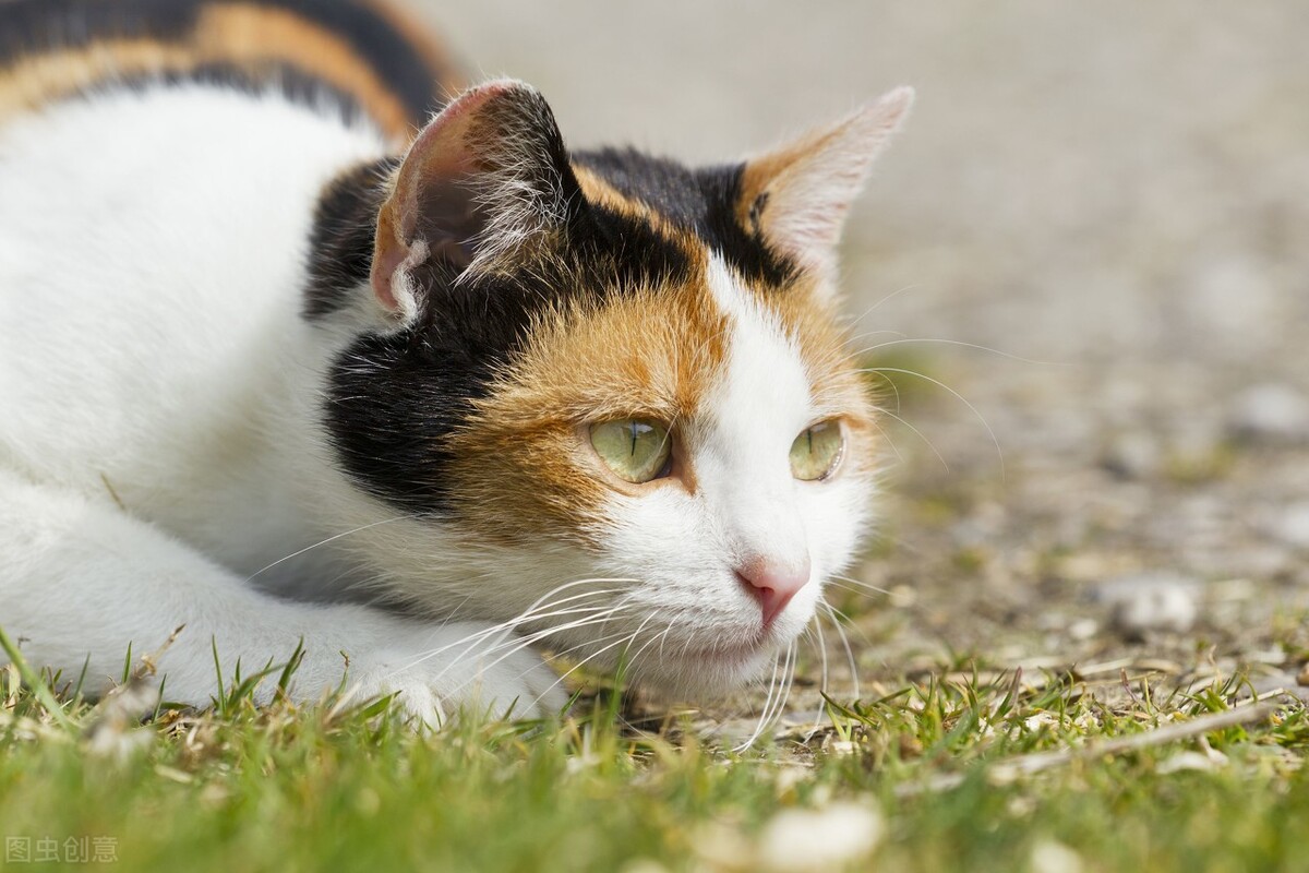 猫经常挠人怎么办,猫经常挠耳朵怎么办