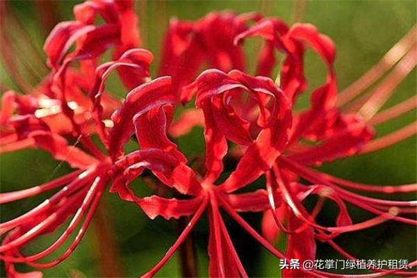 彼岸花的传说故事是怎样的 (彼岸花的真正故事林清玄)