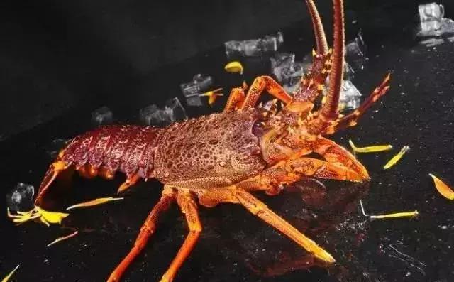 世界上最贵的海鲜十大排名及价格,全球公认的十大最贵海鲜