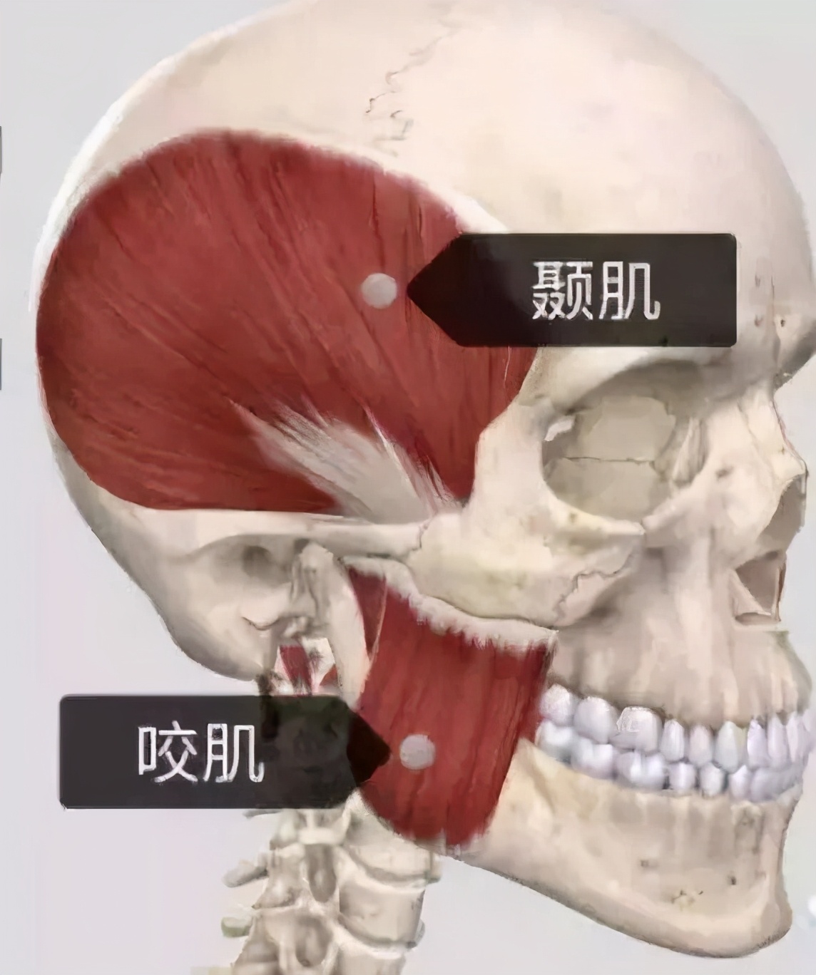 咀嚼导致的大小脸怎么恢复,单侧咀嚼大小脸可以恢复吗