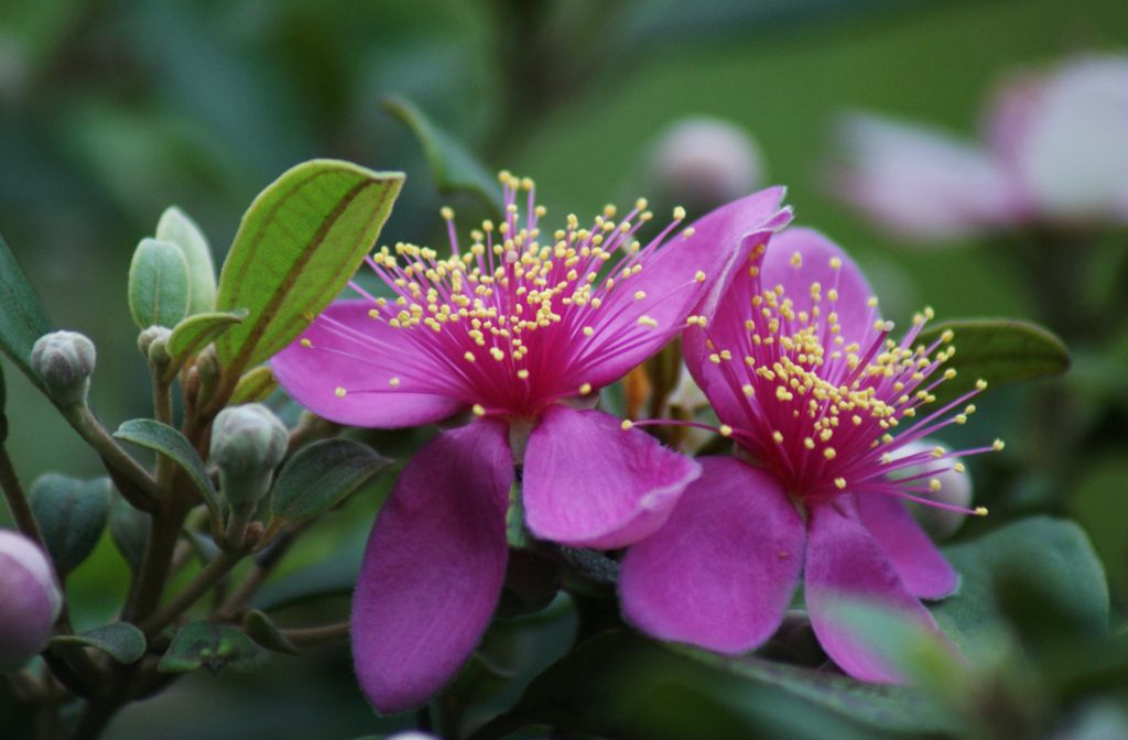 山上摘的野生稔子,客家稔子果