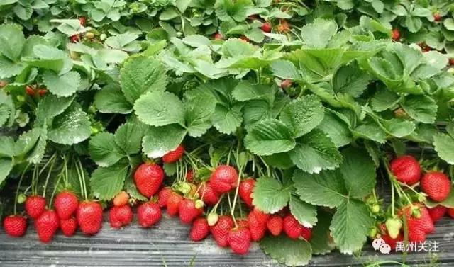 禹州清明踏青旅游攻略,禹州春游爬山的好地方