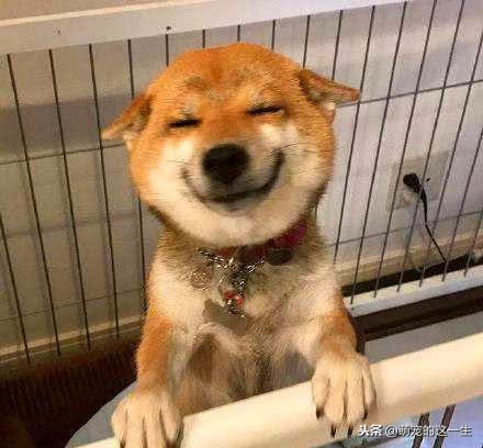 狗狗怎么判断健康状态,狗狗咋看健康