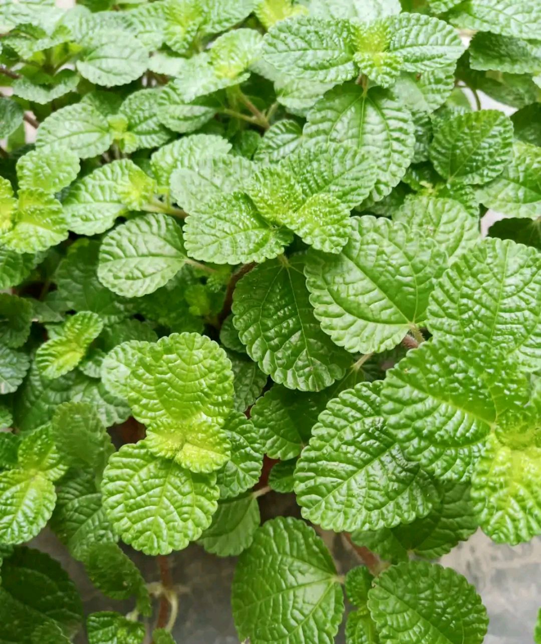 这“38种花”，当你开始收集品种时，你已入坑颇深