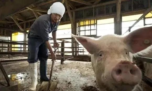 猪场应该用哪种方法灭蚊子,猪场蚊子怎么驱