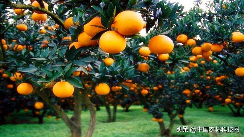 江上琼阁石宝寨!一县一品公益助农,重庆忠县农特产品柑橘