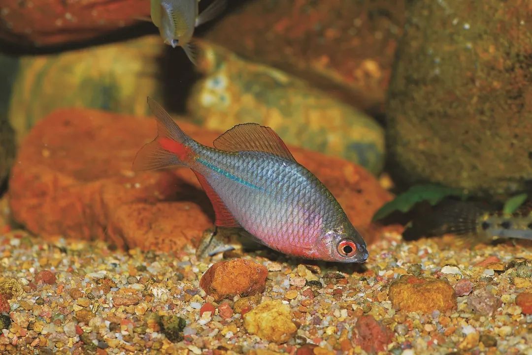 盘点那些大到离谱的淡水鱼,各种淡水鱼你认识吗