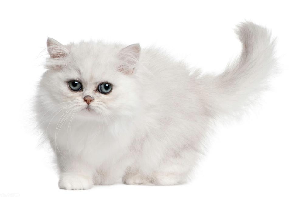 为什么养“波斯猫”的人，越来越少，看看它这7个缺点