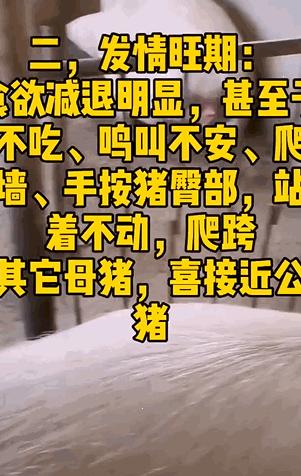 给母猪保健用什么中药最好,给母猪做产后护理