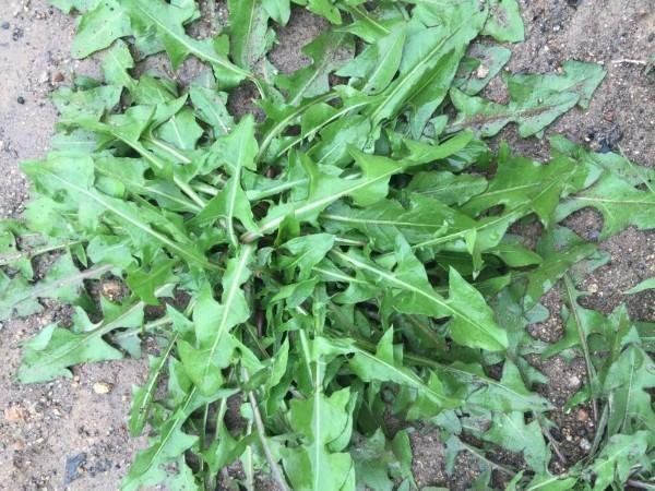 哪种野菜不适合孕妇吃,有中药成分的野菜孕妇可以吃吗