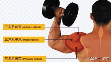 肩膀三角肌太厚怎么练薄,把肩膀练宽的视频