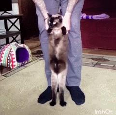 猫咪胀气和猫传腹有什么区别,猫咪肥胖还会有原始袋么