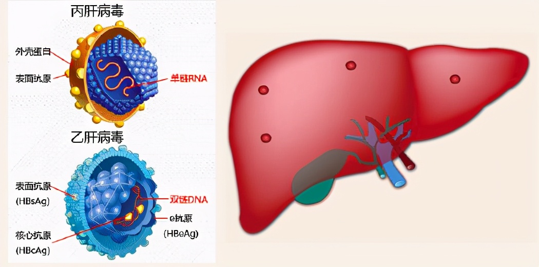 2001年诺贝尔生理学或医学奖解读,近五年诺贝尔生理学或医学奖评述