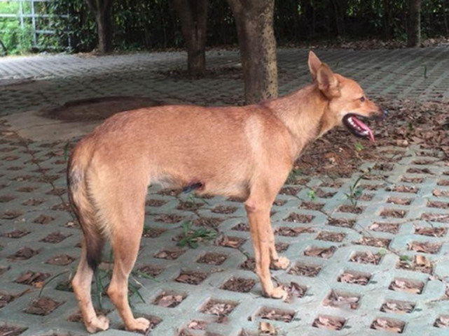 狗狗被箭射穿了最好的治疗,医生谈狗狗被箭射穿身体