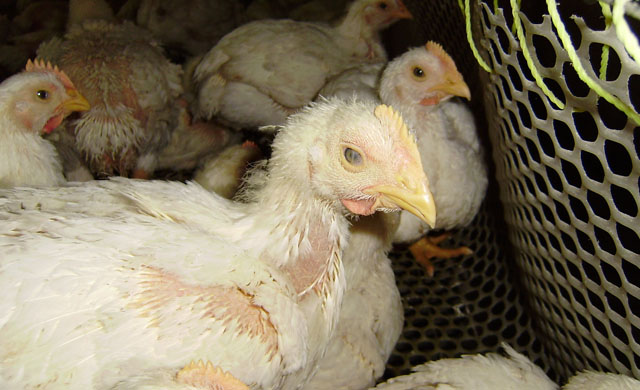 鸡的眼肿了怎么治疗最好,鸡的眼睛肿了怎么治疗该怎么预防