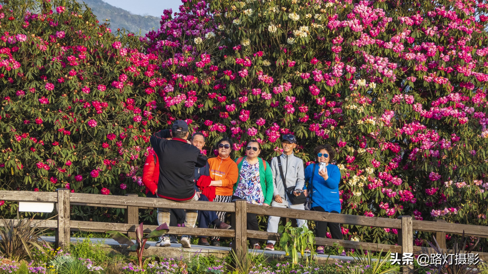 世界之最贵州毕节百里杜鹃花,毕节百里杜鹃花游记