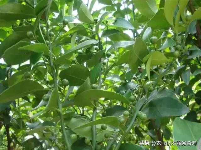 施桔子肥的方法,修剪柑橘树的口诀