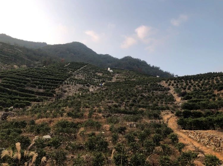 鸭屎香为什么这么难喝,鸭屎香哪里的最好喝