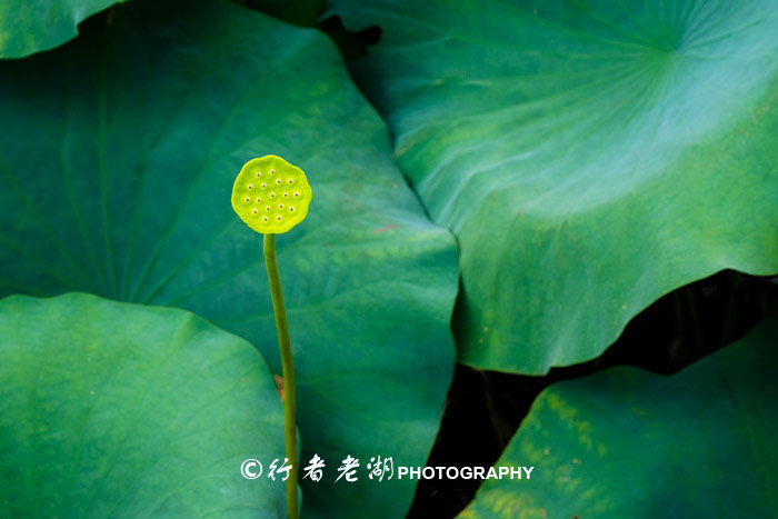 最美荷花展深圳,深圳最美荷花