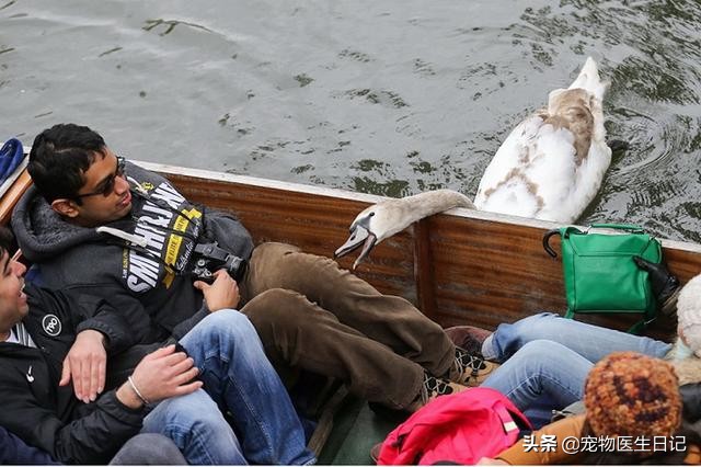 当“村霸鹅”前往英国，会不会有另一副景象？鹅：现在请叫我国霸