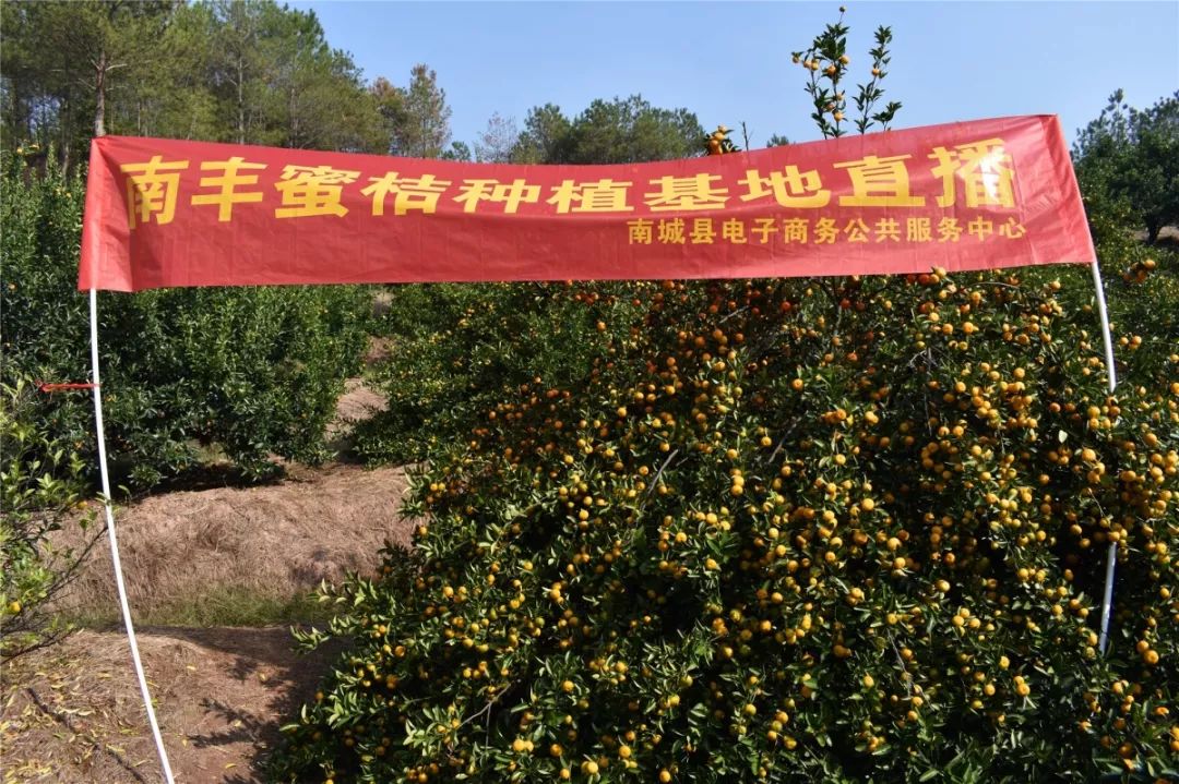 服务中心举行南丰蜜桔种植基地网络直播活动