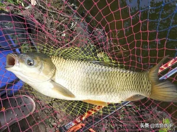 怎么选钓草鱼的钓点和时间,钓草鱼如何选择合适的钓点