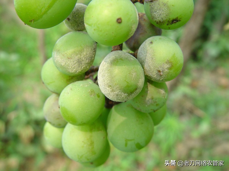灰风暴葡萄灰霉病,霜霉病灰霉病什么情况易发生