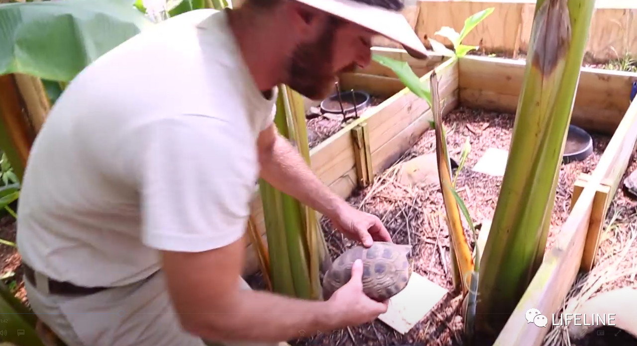 TSA这次聊的龟，连维基百科都没有完整介绍——苏拉威西白头龟