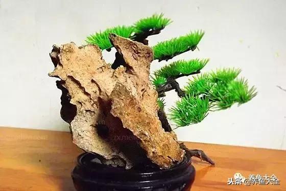 上水石盆景摆放位置,上水石假山盆景怎么养