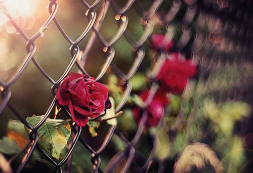 九朵玫瑰的深情密语,九十九朵玫瑰的爱情