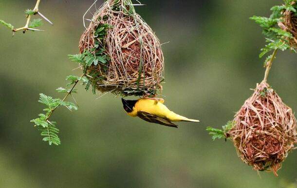 鸟窝朝上下雨是什么原因,下雨天鸟窝怎么解决的