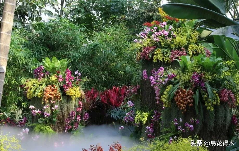 吻兰,云南稀有兰花品种图片金边蕙兰