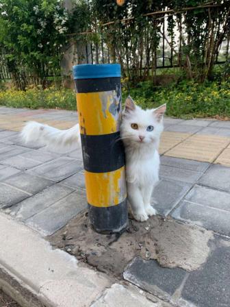 小学生虐待小动物该怎么办,有专门针对虐待动物的法律吗