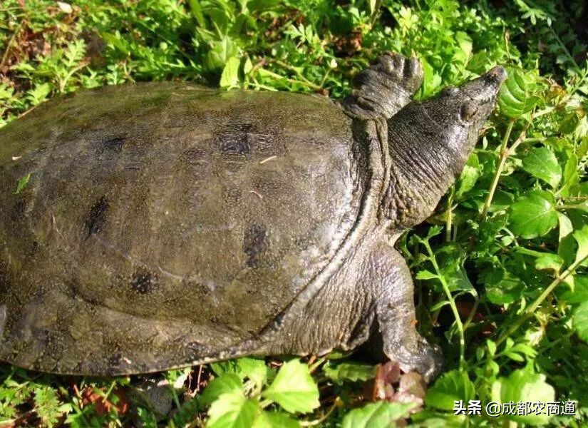 河南适合养殖哪种甲鱼,甲鱼的养殖方法