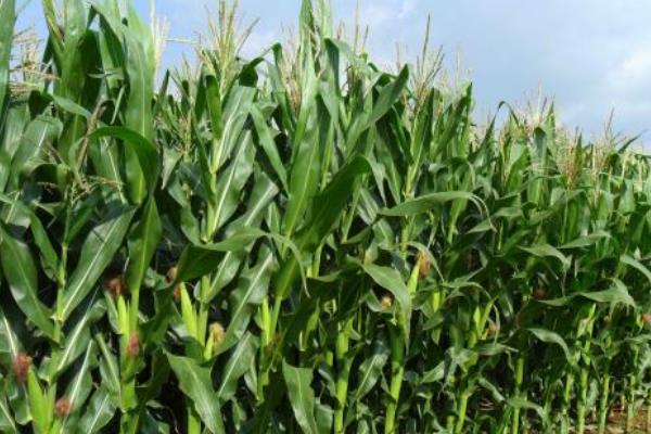 绿色农业种植技术和发展前景,农业种植什么项目前景好赚钱多