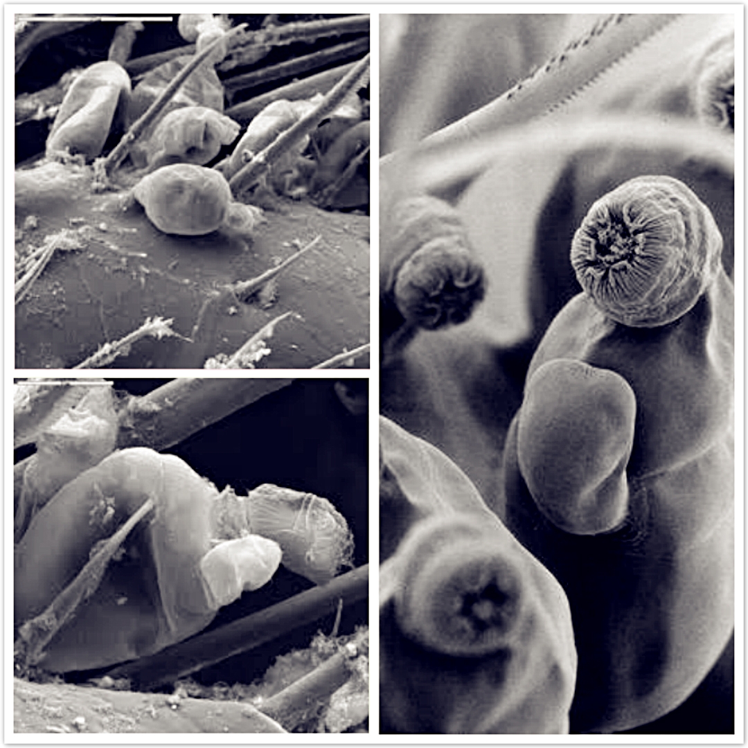 生命的奇迹动物,生命的奇迹有哪些