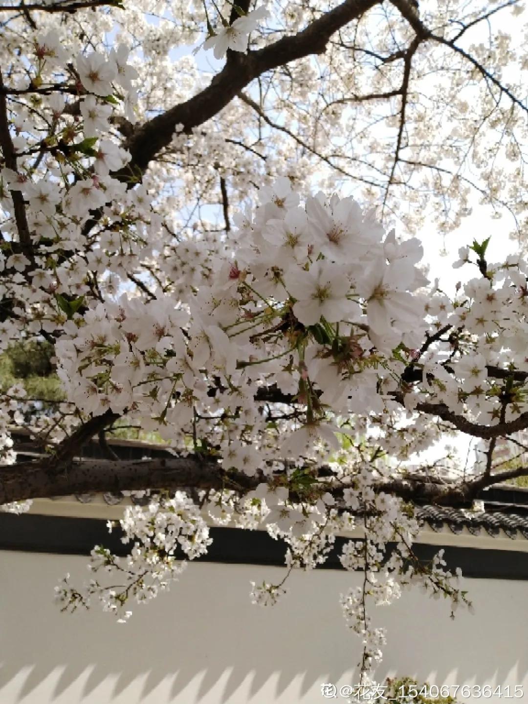 春天开的花有哪些常见又漂亮,十大名花在春天开的有哪些