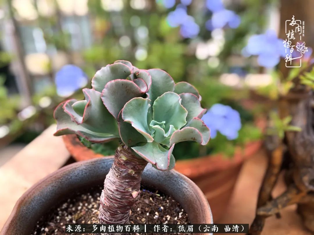 多肉怎么养度夏,多肉怎么养之度夏篇