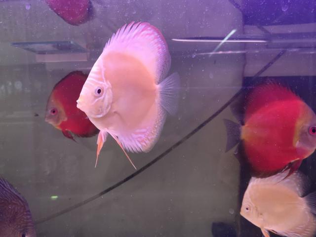 观赏鱼为什么脸肿了,观赏鱼体表受伤怎么治疗