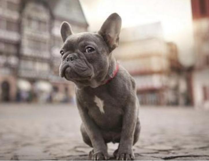 养法国斗牛犬，选“公犬”的五大原因，不会让你失望