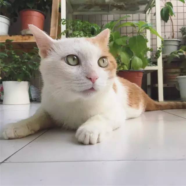 她救下一只得皮肤病脾气巨差的猫咪，花了两个月变身软萌美喵